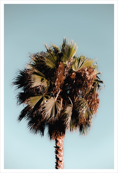 Closeup isolated palm tree with green leaves in summer with blue sky Art Print by Timmy333