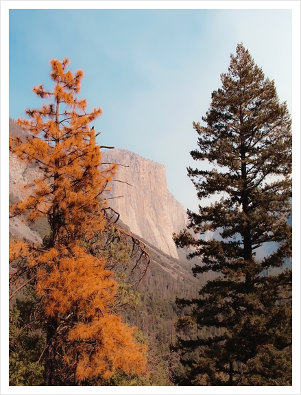 mountain with autumn tree at Yosemite national park USA Art Print by Timmy333