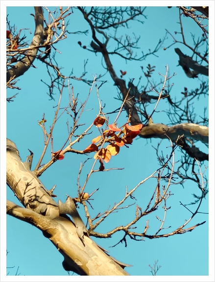 Tree branch with orange autumn leaves and blue sky Art Print by Timmy333