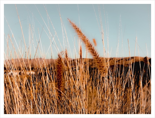 blooming grass flowers with blue sky and mountain background Art Print by Timmy333