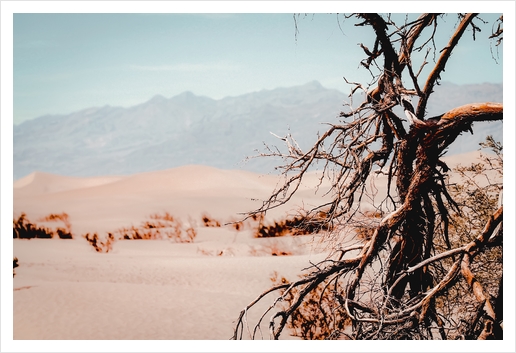 Tree branch with sand desert and mountain view at Death Valley national park California USA Art Print by Timmy333