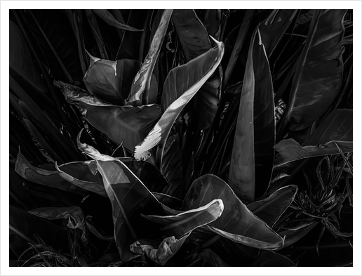 bird of paradise leaves texture background in black and white Art Print by Timmy333