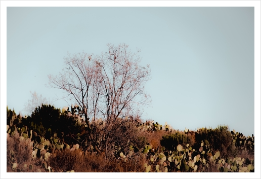 isolated tree and cactus garden with blue sky background Art Print by Timmy333