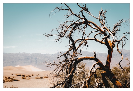 Tree branch in the sand desert and mountain view at Death Valley national park California USA Art Print by Timmy333