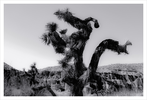 cactus in the desert at Red Rock Canyon state park California USA in black and white Art Print by Timmy333