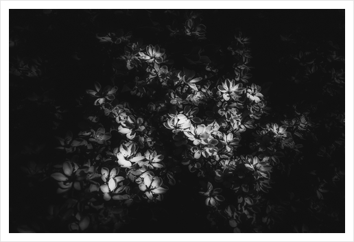 blooming flowers background in black and white Art Print by Timmy333