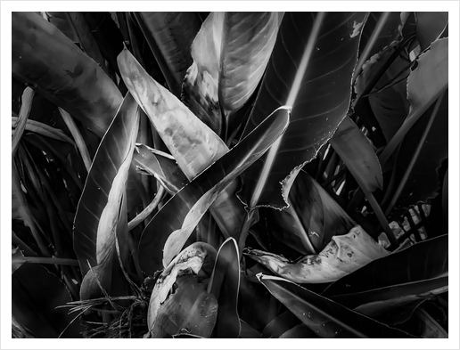 bird of paradise leaves texture in black and white Art Print by Timmy333