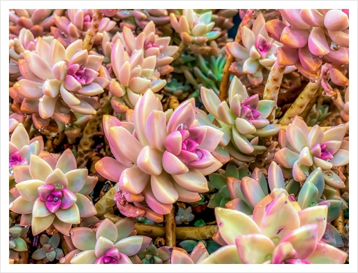 closeup pink and green succulent plant garden Art Print by Timmy333