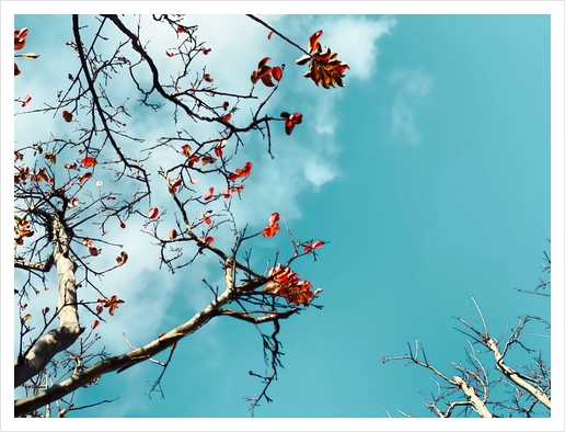 Tree branch with orange autumn leaves and blue sky background Art Print by Timmy333