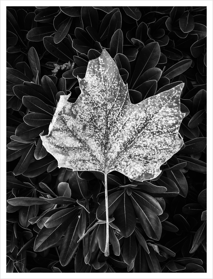 closeup leaves texture in black and white Art Print by Timmy333