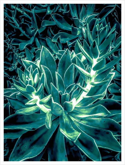 closeup green succulent plant texture background Art Print by Timmy333