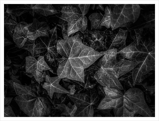 closeup ivy leaves texture background in black and white Art Print by Timmy333