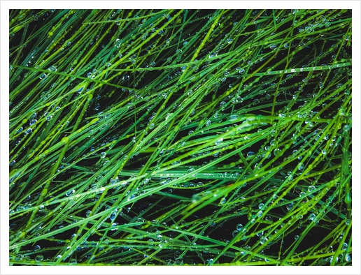 closeup green grass texture background with raindrops Art Print by Timmy333