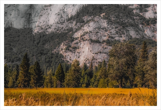 green tree with mountain background at Yosemite national park California USA Art Print by Timmy333