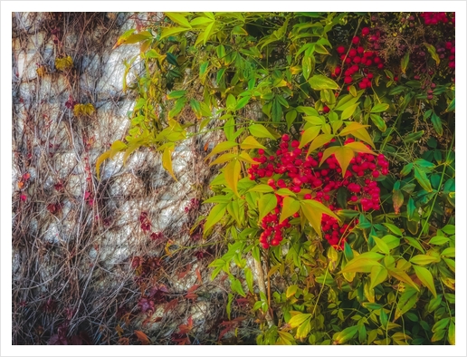 red seed plant with green leaves and cement wall background Art Print by Timmy333