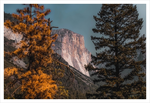 Autumn tree with mountain view at Yosemite national park California USA Art Print by Timmy333