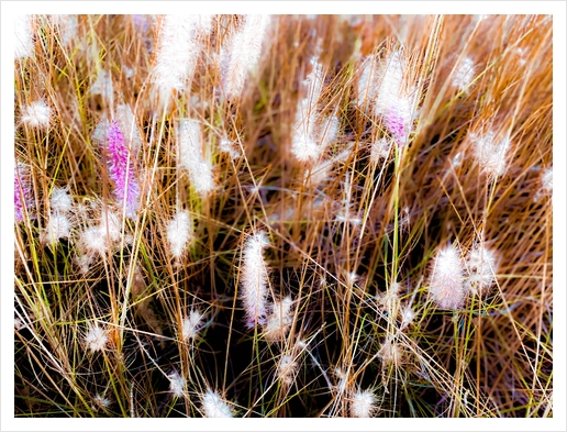 Closeup blooming pink grass flowers field abstract Art Print by Timmy333