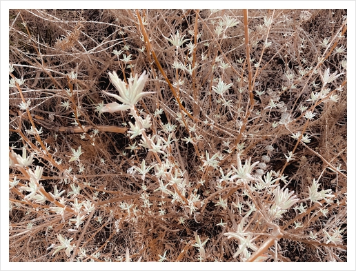 blooming dry flowers with brown dry grass background Art Print by Timmy333