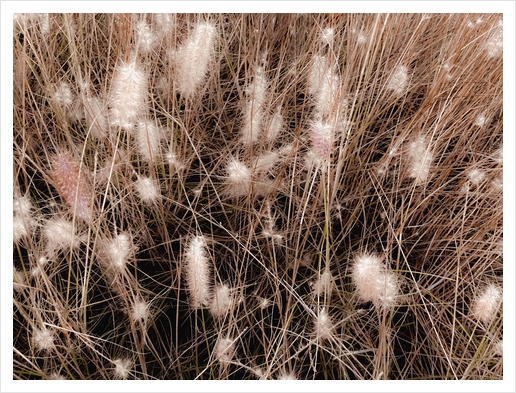 blooming grass flowers with brown dry grass background Art Print by Timmy333