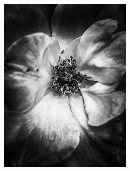 closeup blooming rose in black and white Art Print by Timmy333