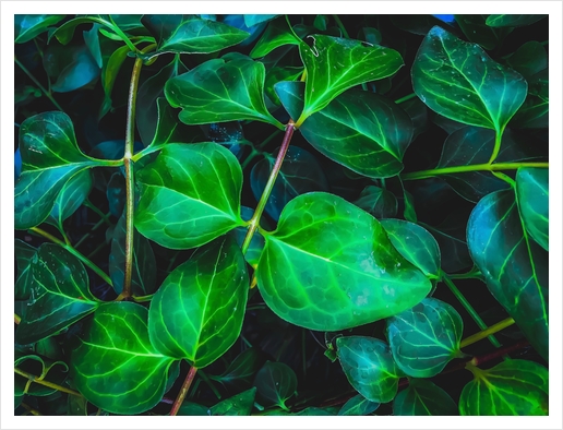 green ivy leaves plant closeup texture background Art Print by Timmy333