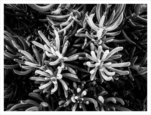 closeup succulent plant garden in black and white Art Print by Timmy333