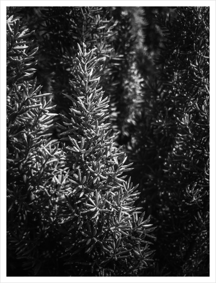 closeup spiky succulent plant in black and white Art Print by Timmy333