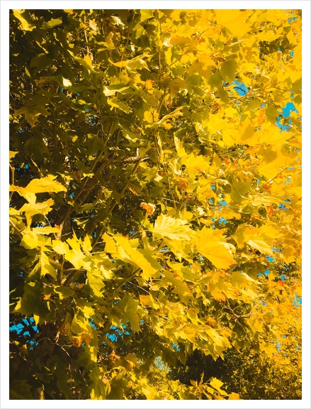 closeup yellow leaves texture abstract background Art Print by Timmy333