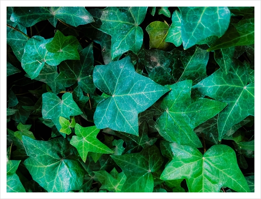 Closeup green ivy leaves garden background Art Print by Timmy333