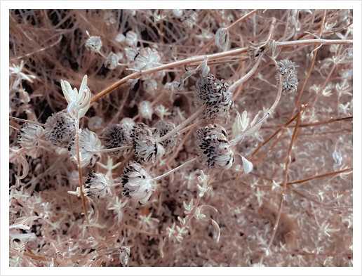 blooming dry flowers with brown dry grass background Art Print by Timmy333