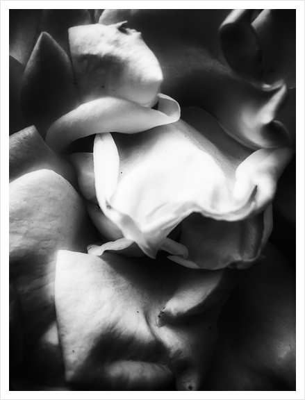 rose texture abstract background in black and white Art Print by Timmy333