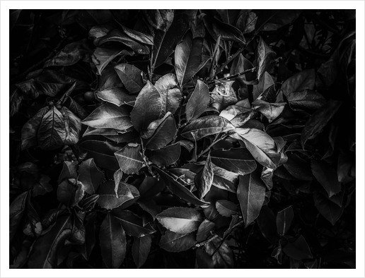 closeup leaves texture background in black and white Art Print by Timmy333