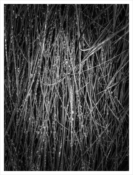 silky grass texture in black and white Art Print by Timmy333