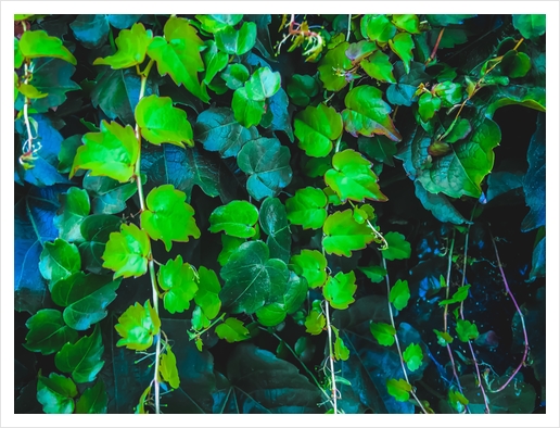 green ivy leaves texture background Art Print by Timmy333