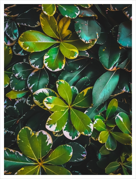 green leaves plant texture background Art Print by Timmy333