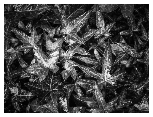 closeup ivy leaves texture abstract background in black and white Art Print by Timmy333