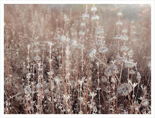 blooming dry flowers with brown dry grass field texture background Art Print by Timmy333