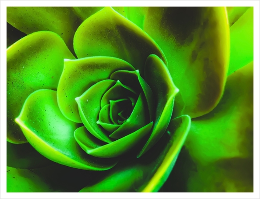 closeup green succulent plant texture Art Print by Timmy333