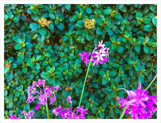 blooming purple flowers with green leaves background Art Print by Timmy333