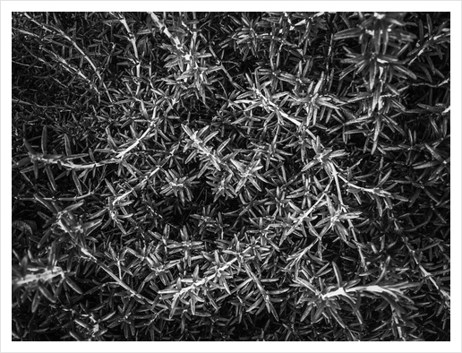 closeup leaves plant texture abstract in black and white Art Print by Timmy333