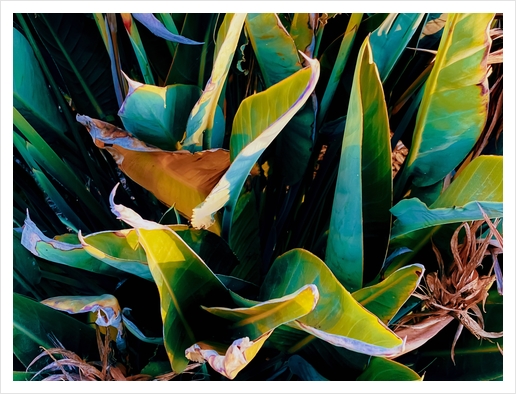 closeup green bird of paradise leaves texture background Art Print by Timmy333