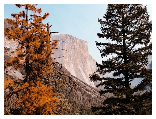 At Yosemite national park USA with autumn tree Art Print by Timmy333