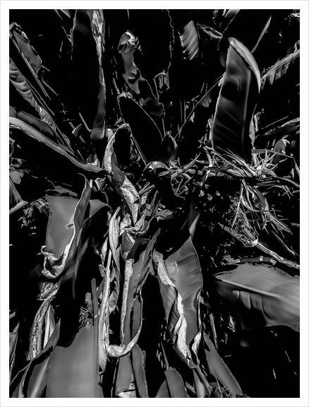 bird of paradise tropical leaves texture in black and white Art Print by Timmy333