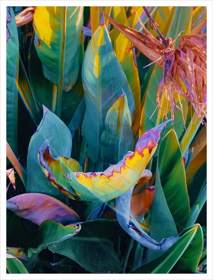 green bird of paradise leaves texture background Art Print by Timmy333