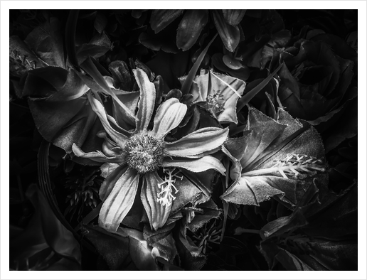 blooming flowers with pollen background in black and white Art Print by Timmy333