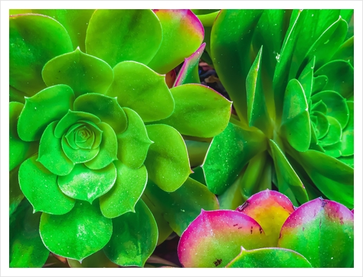 closeup green and pink succulent plant garden Art Print by Timmy333