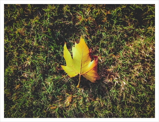 closeup green grass field with green leaf Art Print by Timmy333