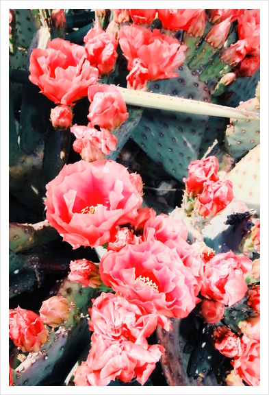 closeup blooming red cactus flower texture background Art Print by Timmy333