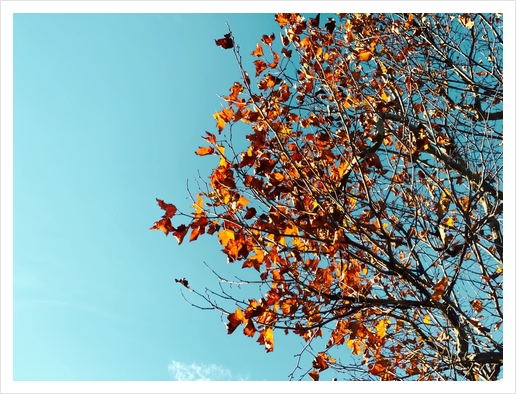 Orange autumn tree leaves with blue sky background Art Print by Timmy333