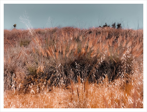 blooming grass flowers field with blue sky background Art Print by Timmy333